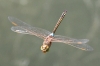 J17_0818 Anax ephippiger male